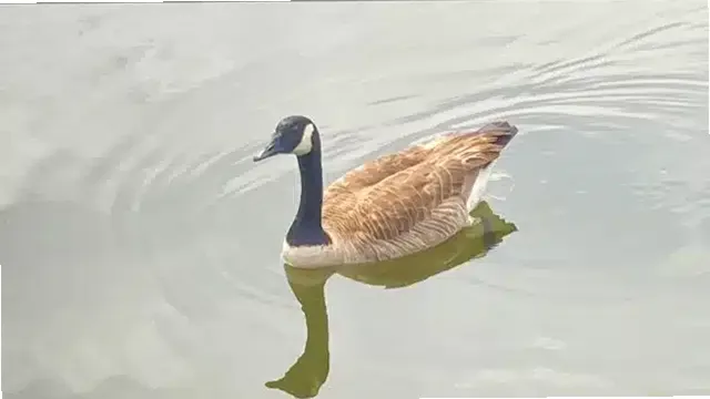 Clearview at Riverview Reg Med Ctr — photo thumbnail 9