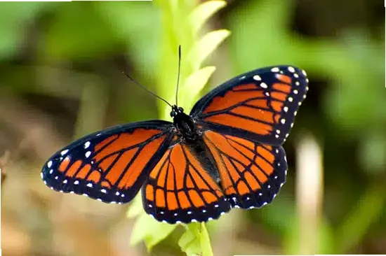 One to One With Youth Inc